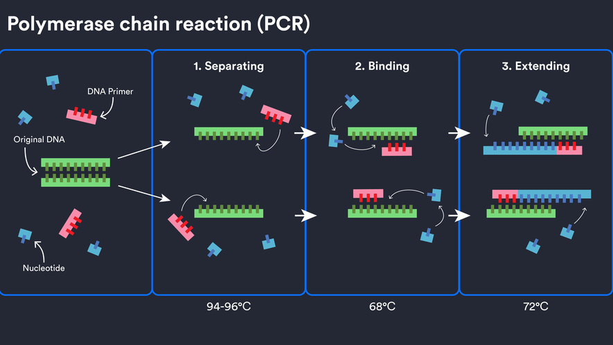 Newsela How Polymerase Chain Reaction Pcr Works Newsela How Polymerase Chain Reaction Pcr Works