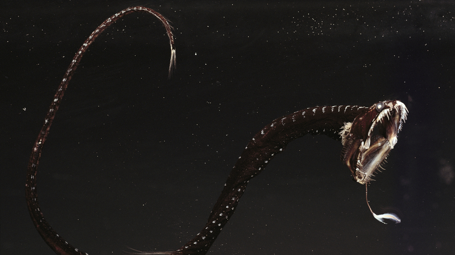 Newsela - Superblack fish can disappear in the deep sea's darkness