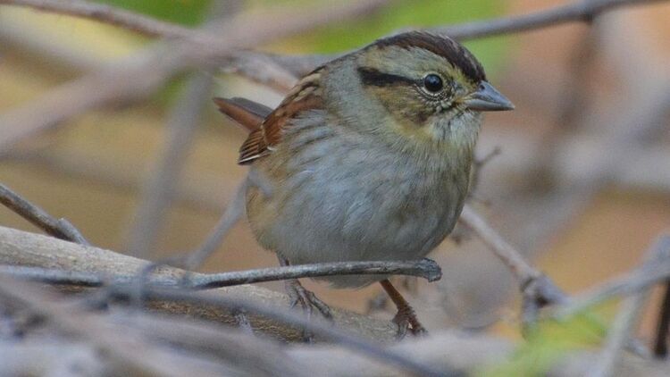 Newsela Swamp Sparrow Songs Have Not Changed In 1 000 Years