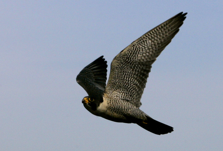 Newsela Live Webcam Lets Viewers Watch Peregrine Falcon