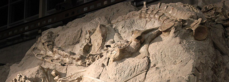 Image 2. Fossils preserved at the dinosaur quarry at Dinosaur National Monument on the border of Colorado and Utah. Photo by: National Park Service/NPS.gov