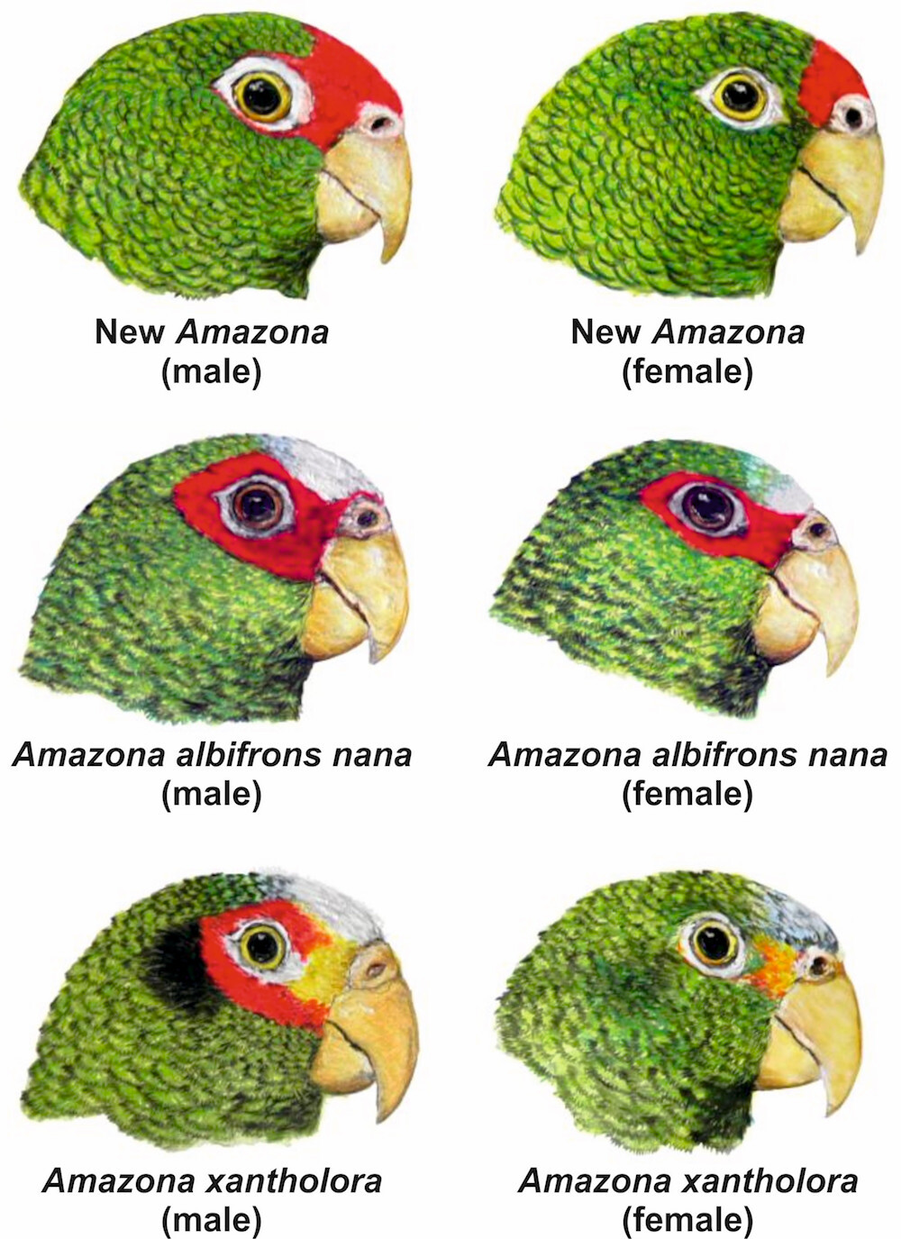 Parrot Species Chart
