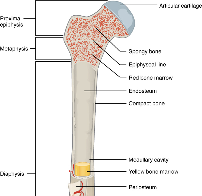 Anatomy And Physiology Of Bone - Anatomical Charts & Posters