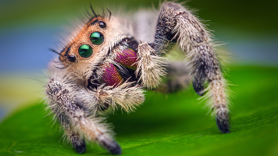 Newsela The ecological importance of spiders Newsela The ecological importance of spiders