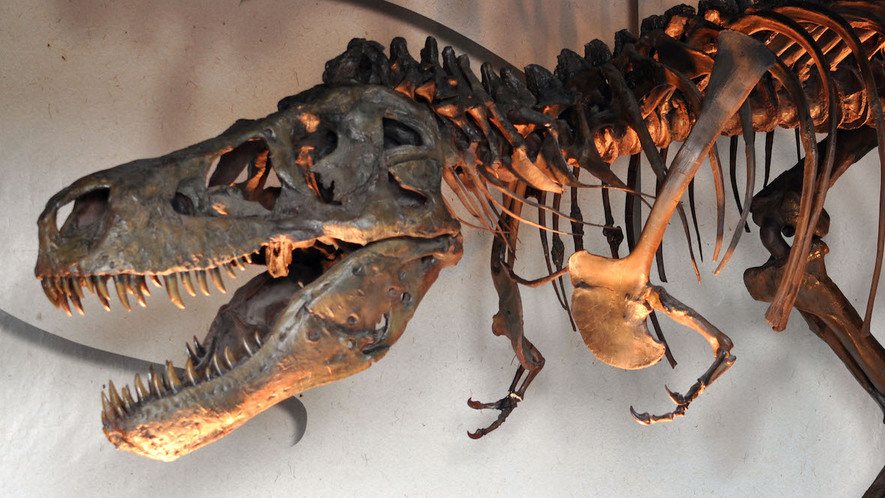 Newsela | Rex for a reason: This dinosaur's teeth were the strongest of them all