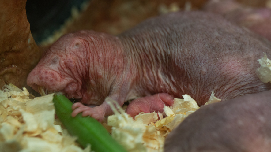 Newsela Naked Mole Rat Becomes Queen After Giving Birth At National Zoo