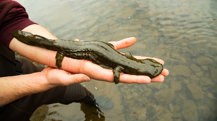 Newsela | To protect Pennsylvania's hellbender, teens made it the state