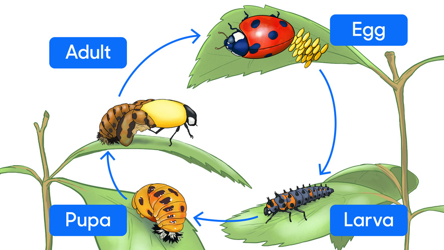 Life Cycle Of Ladybug life-cycle-of-ladybug