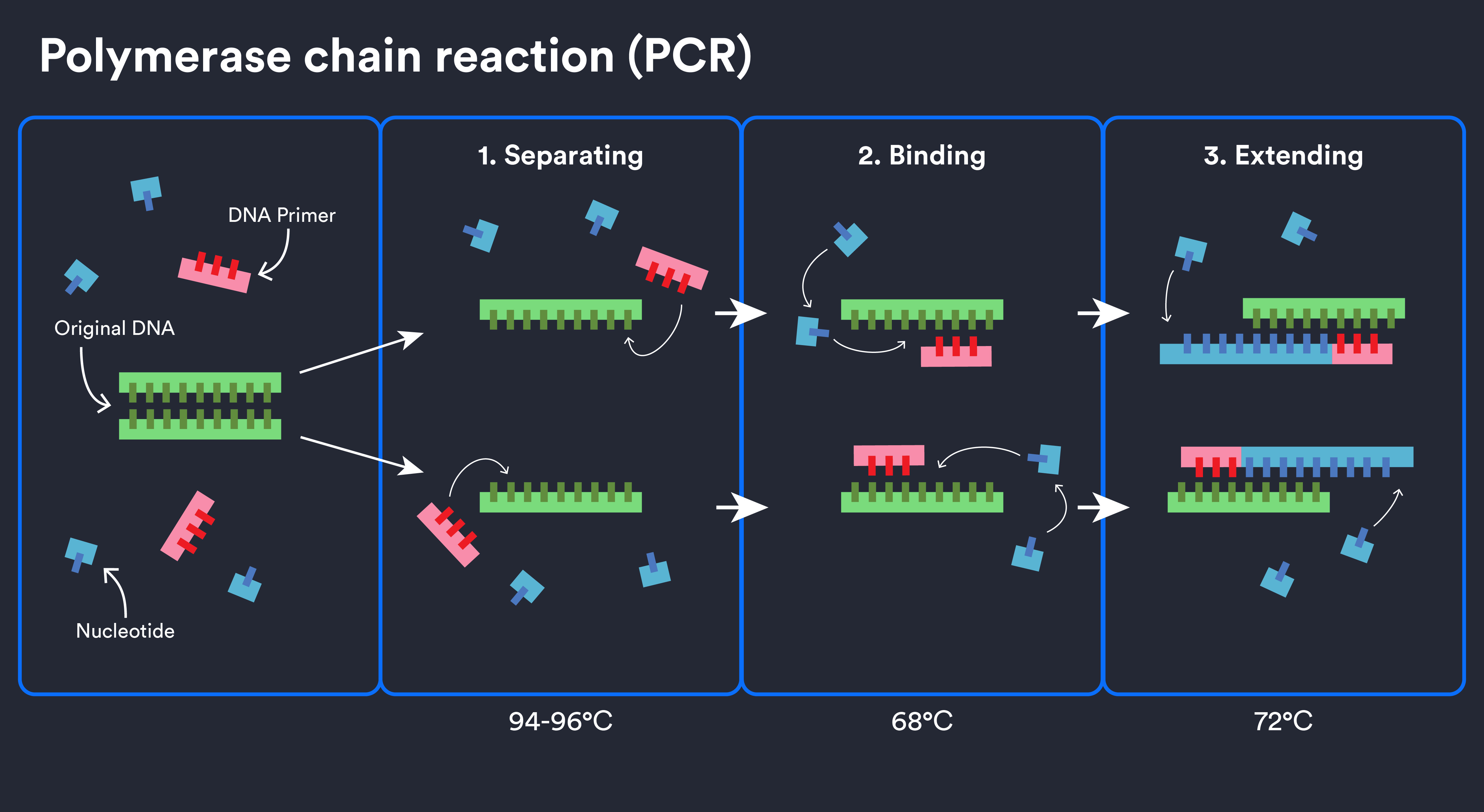 Newsela | How Polymerase Chain Reaction (PCR) Works