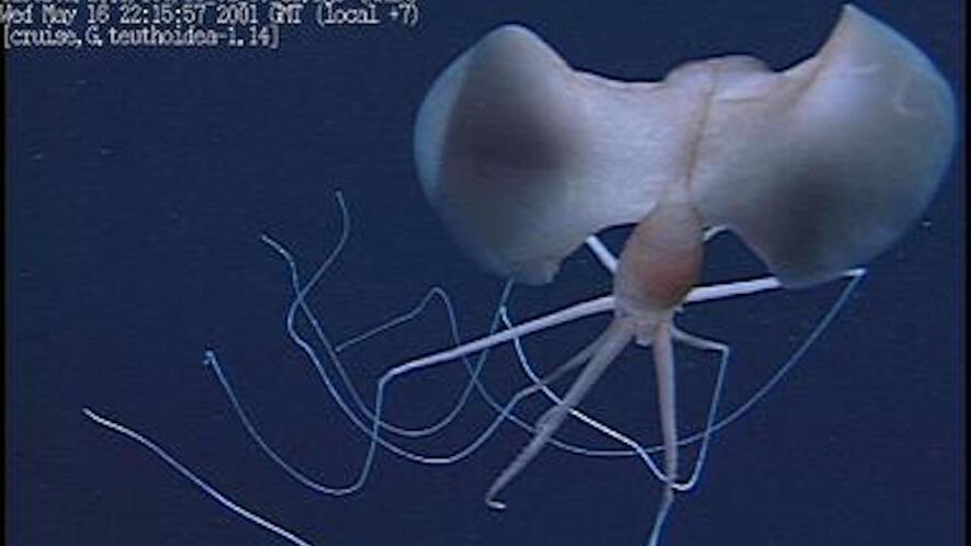 Newsela | Scientists spot a cluster of bigfin squids in Australian