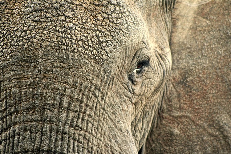 Newsela | How African elephants get their wrinkles